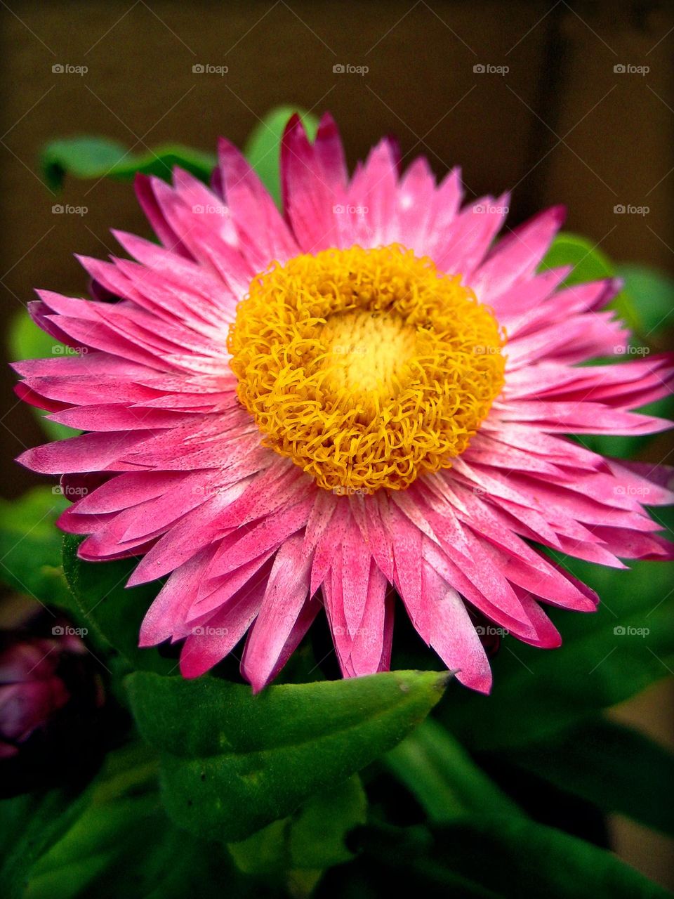 Amazing flower blossom close up background summer feeling holidays Crete Island Greece nature therapy full on colours
