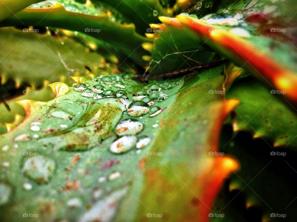 plants nature dew mission5 by runtographer