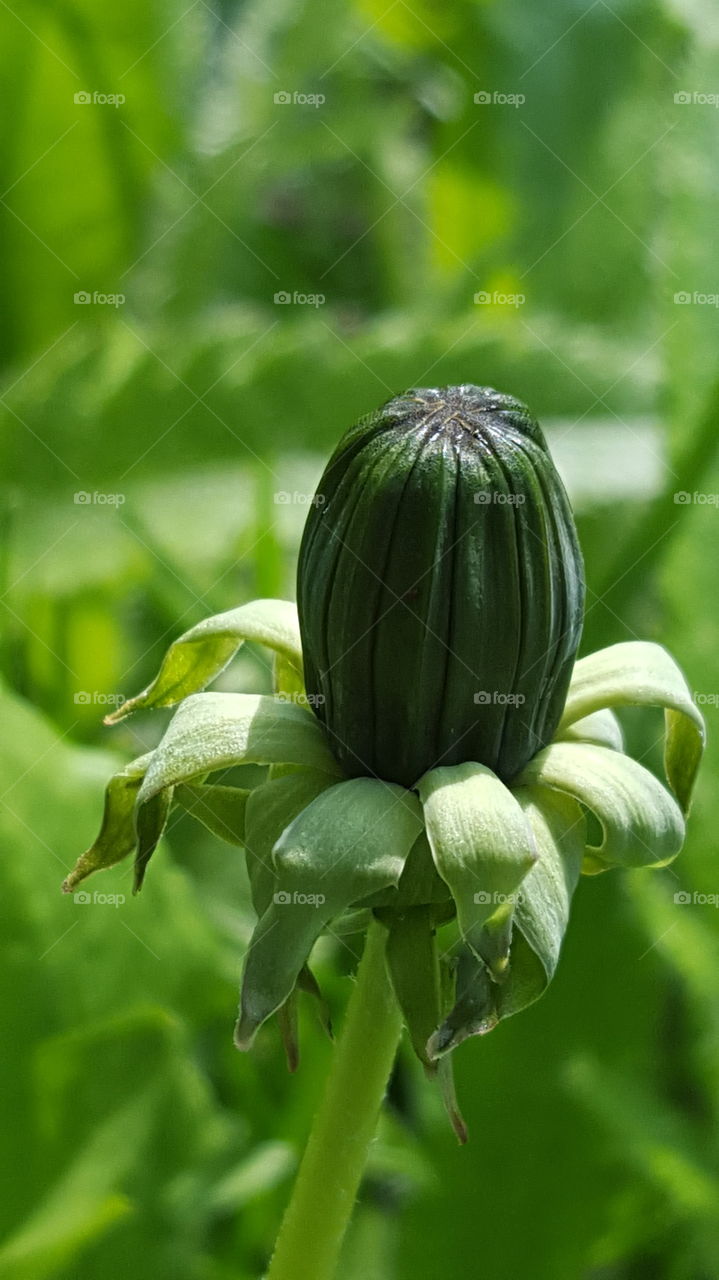 Close-up of green bud plant