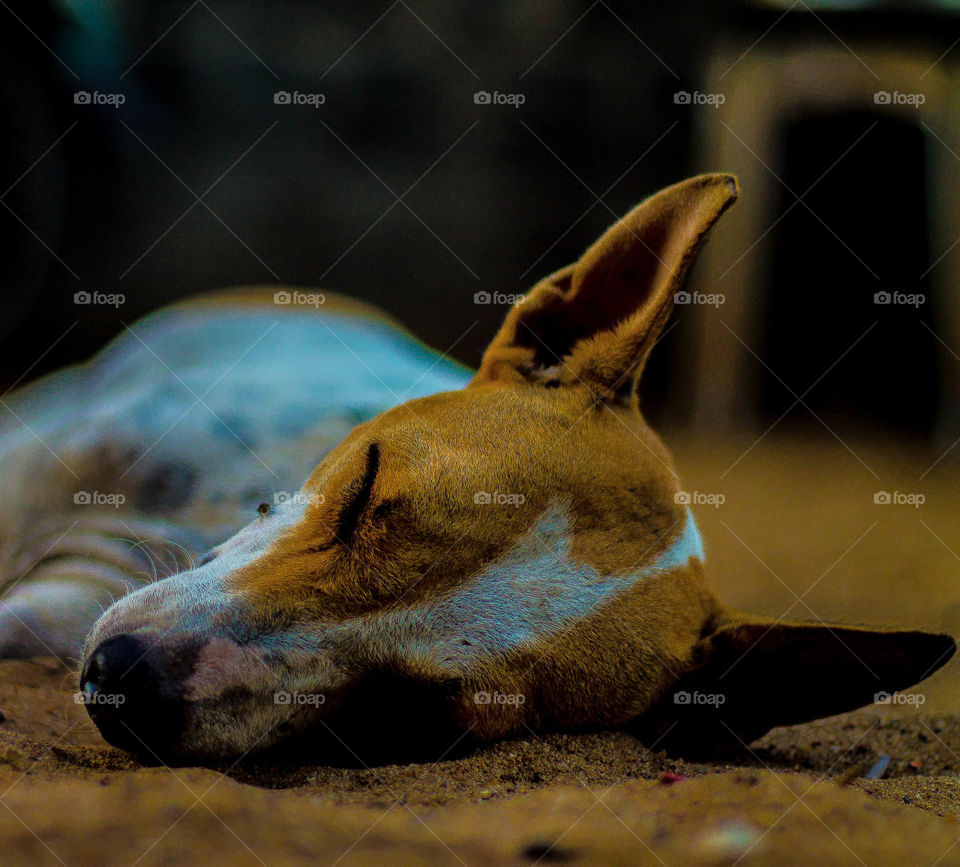dog sleeping, animal, innocent, Adorable.