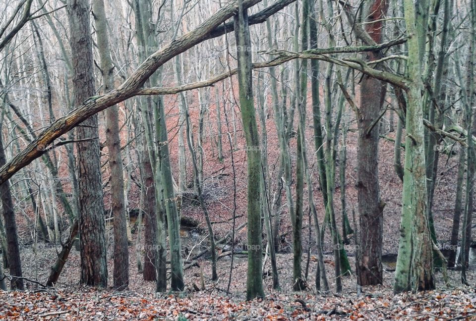 Deep into the forrest