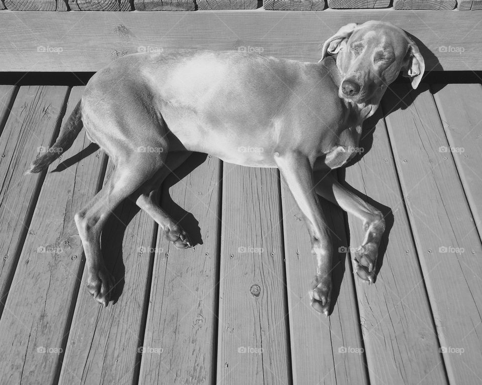 Weimaraner lounging