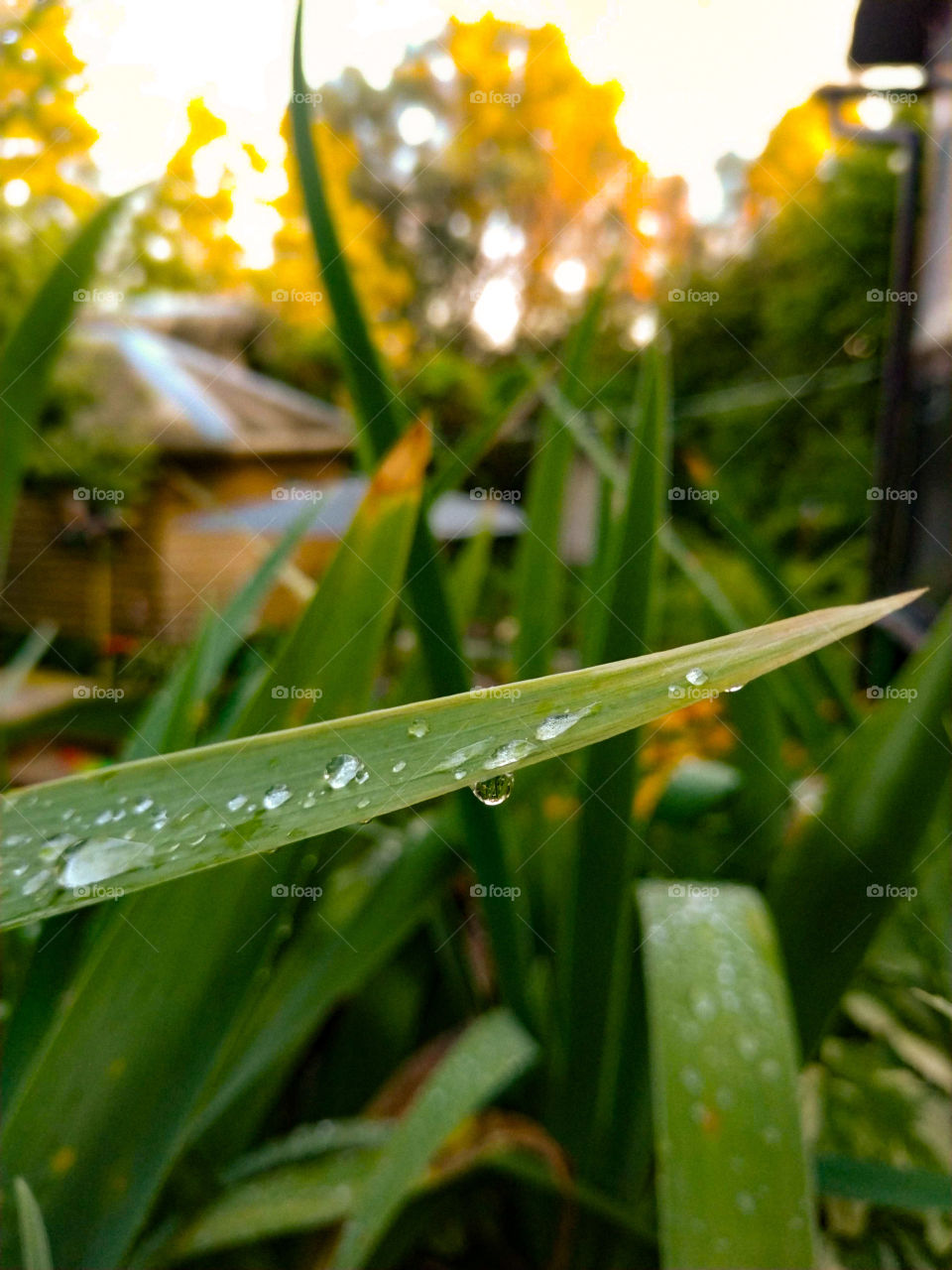 Morning Dewdrop