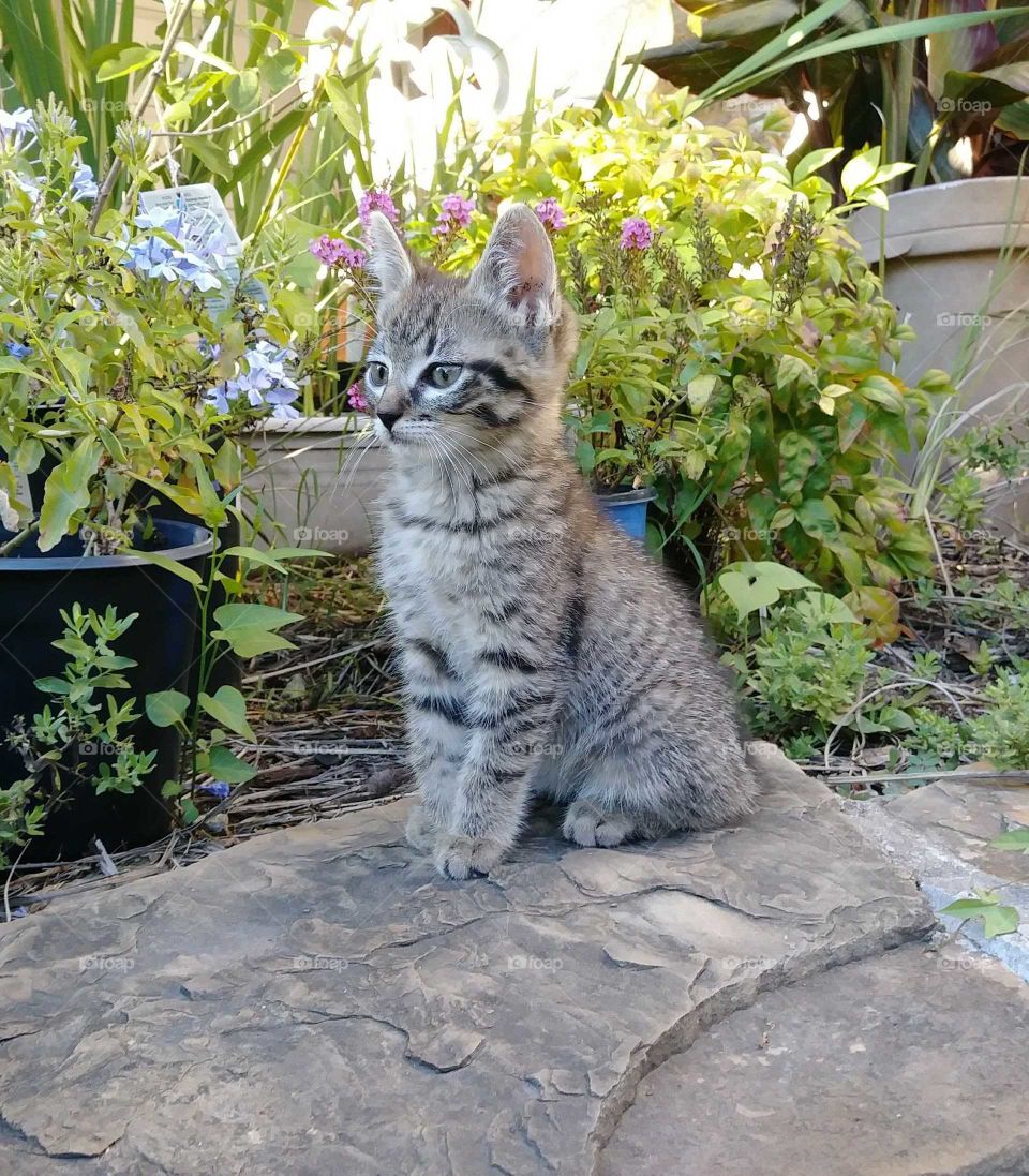 Young Tabby cat exploring outside!
