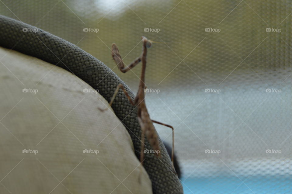 Praying  mantis. found him on my deck