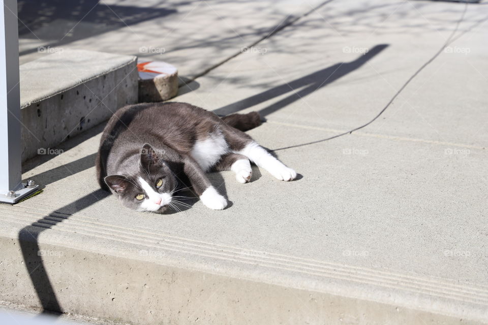 Cat sunbathing on the balcony 