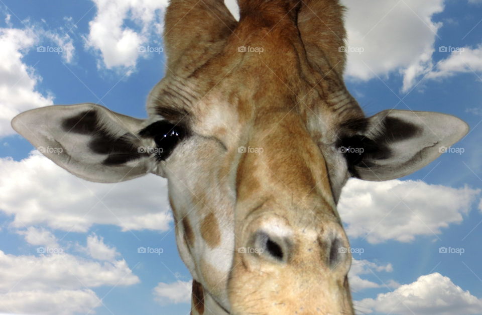 Giraffe Head in the Clouds

