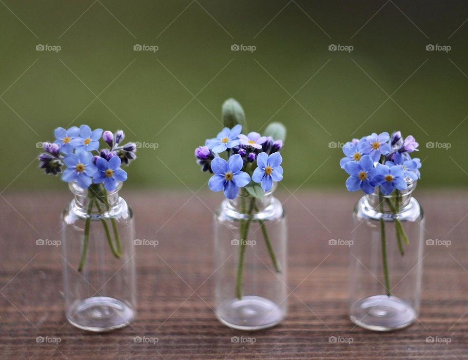 vases with blue forget-me-nots