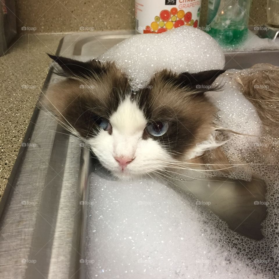 Cat bubble bath 