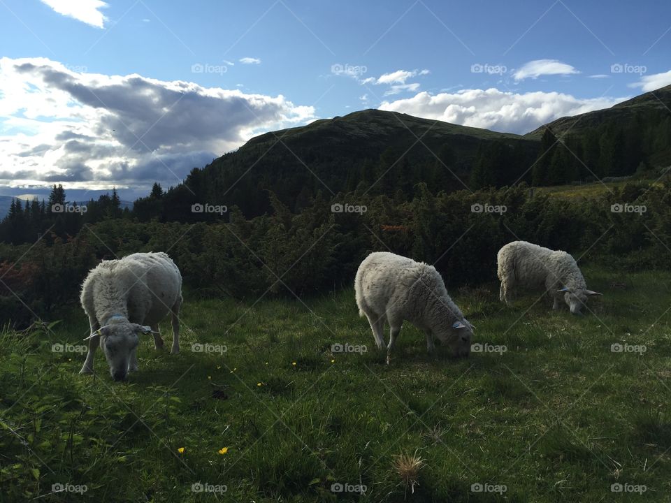 Sheeps. View
