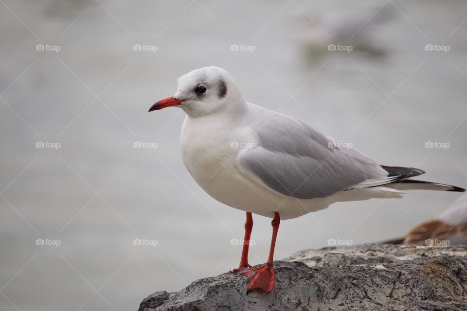 Seagull on the rock