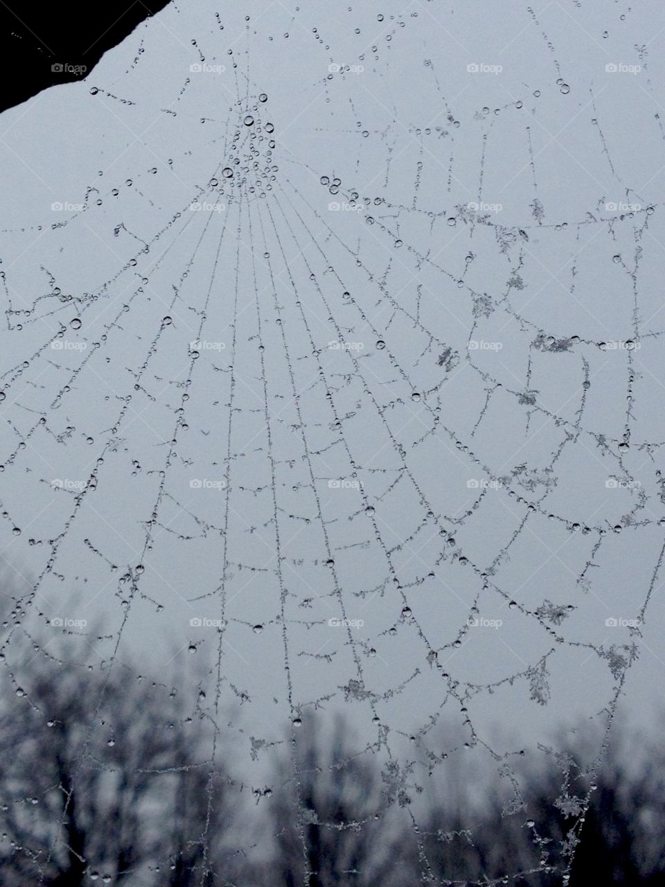 Spiderweb