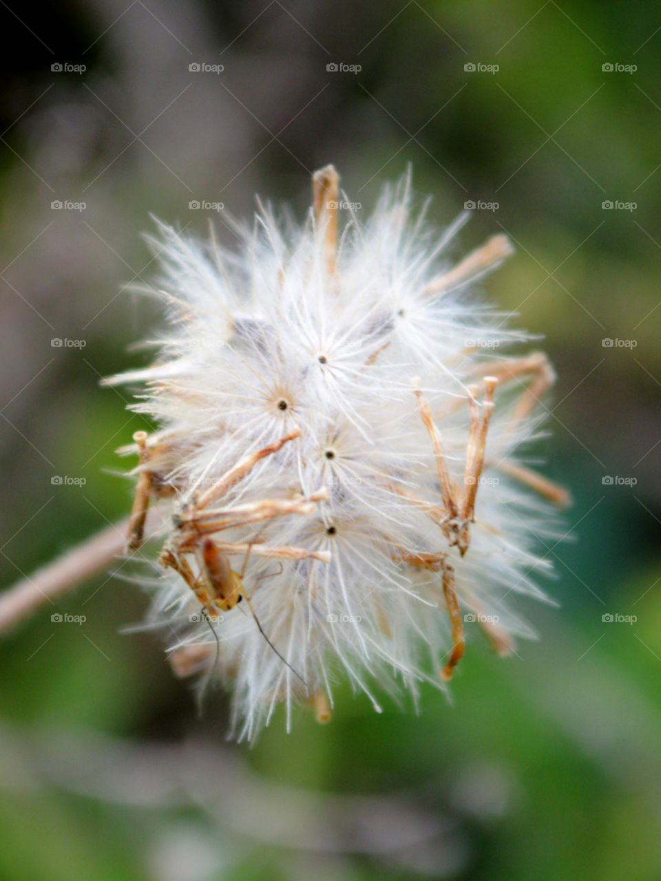 coatbutton flower