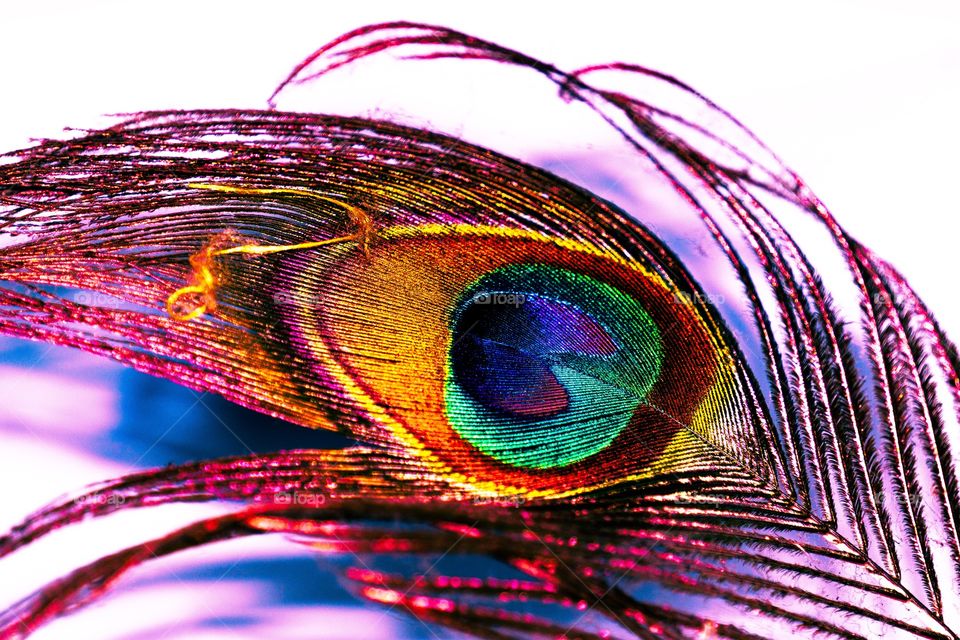 A peacock feather with edited rainbow color