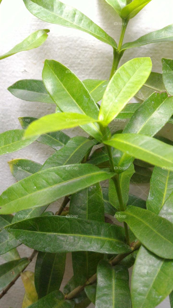 leaf
blade
mulch
playing card