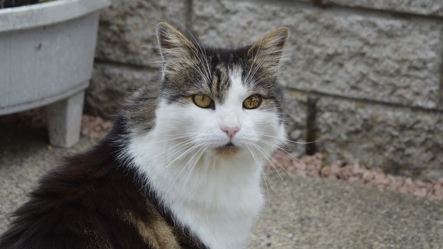 cat