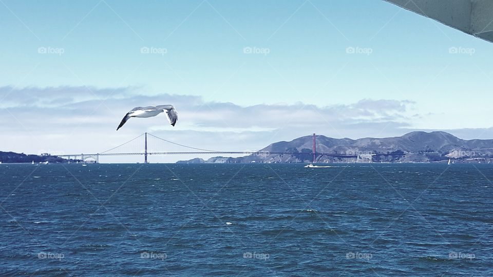 Seagull over Bay Bridge