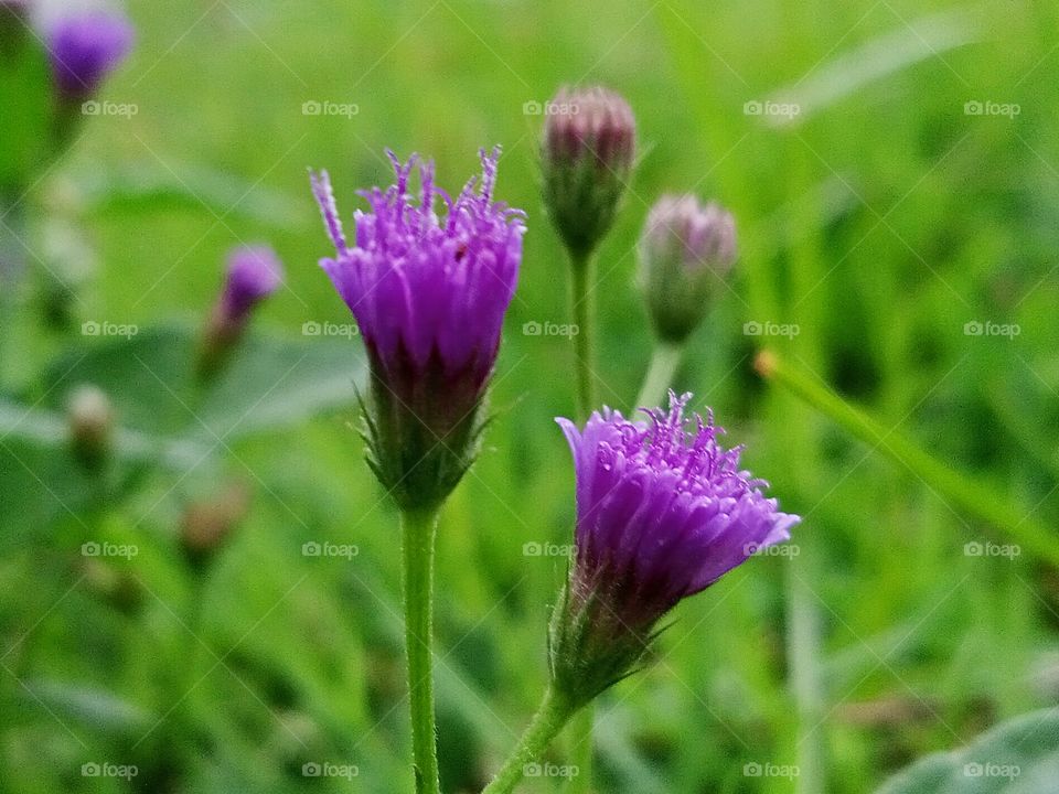 Tiny World in the Garden