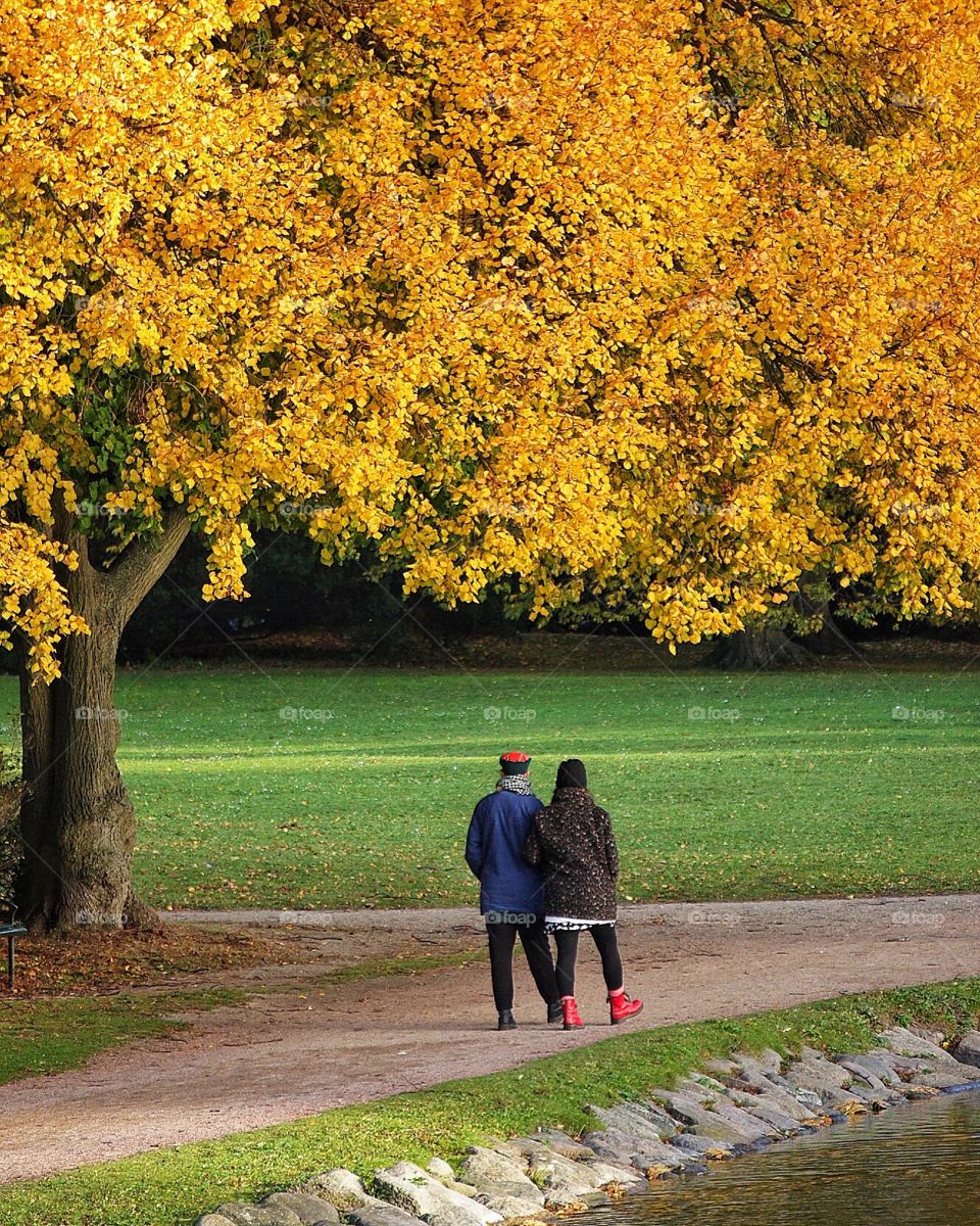 Fall, Tree, Leaf, Park, Outdoors