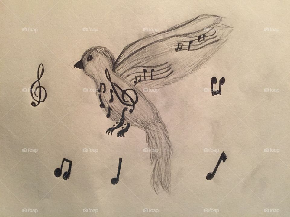 Song bird drawing 