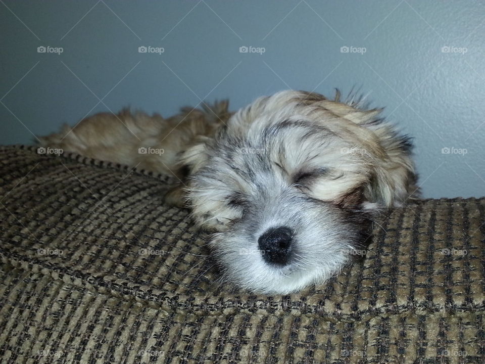 Havanese puppy 