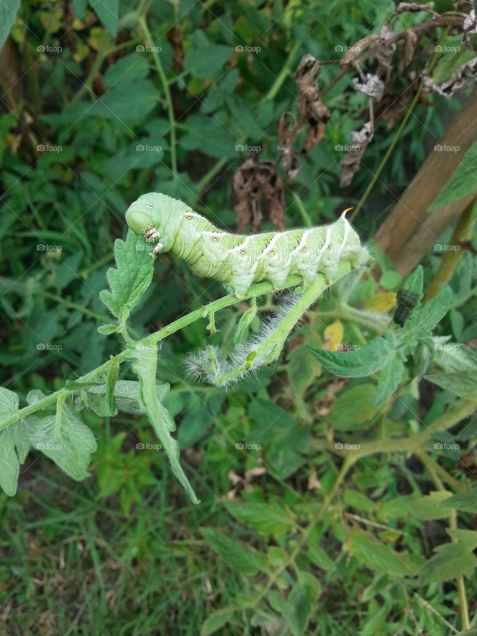 garden worm. on a tomatoe bush