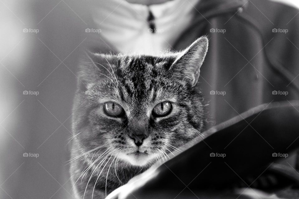 Portrait of a tabby cat looking at the camera