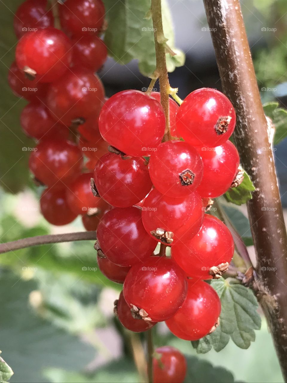 Red currants, so juicy and sweet. 
