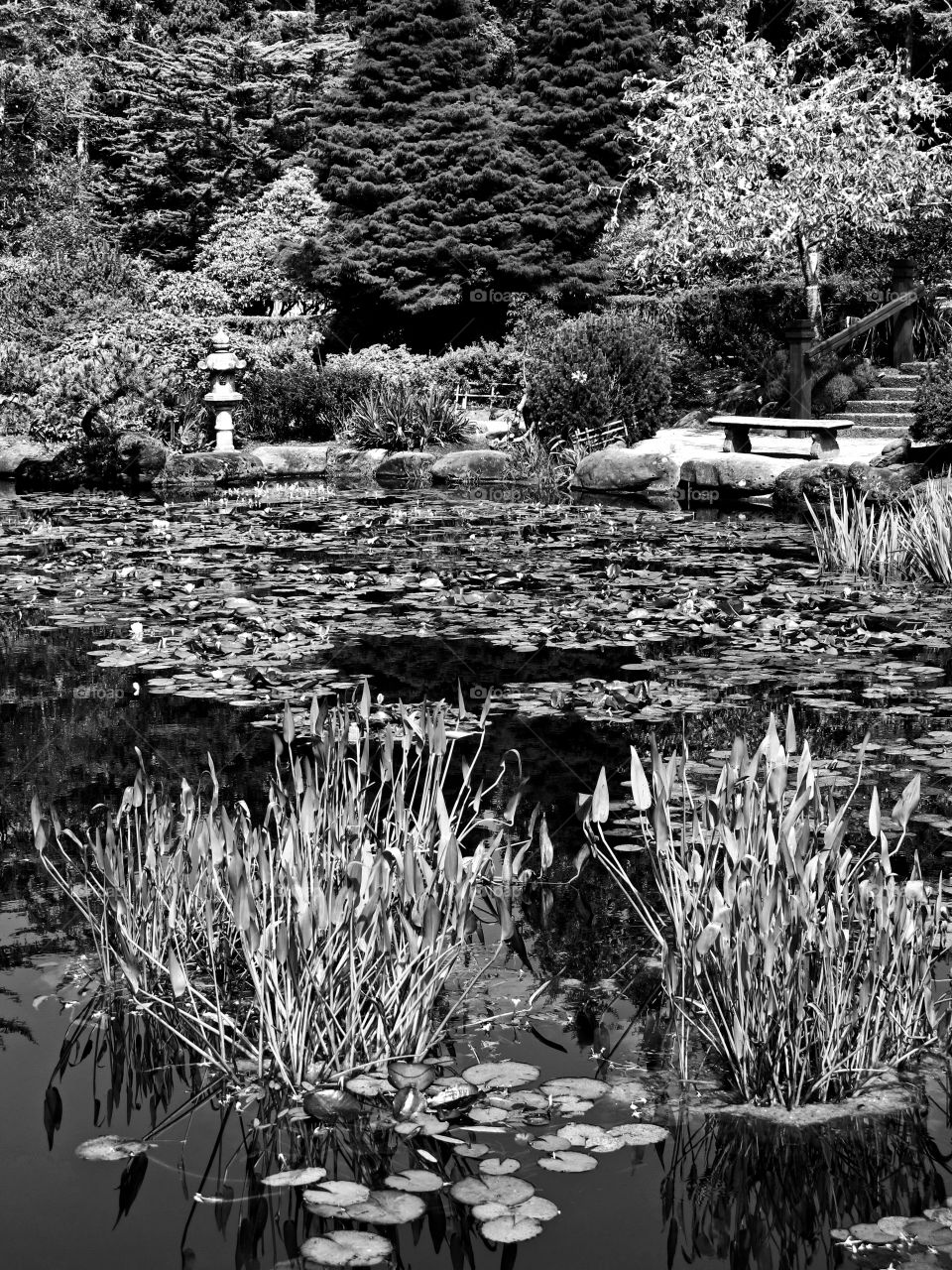 A Japanese Garden with a decorative pond and lily pads, stone bench, pathways, trees and bushes on a sunny summer afternoon. 