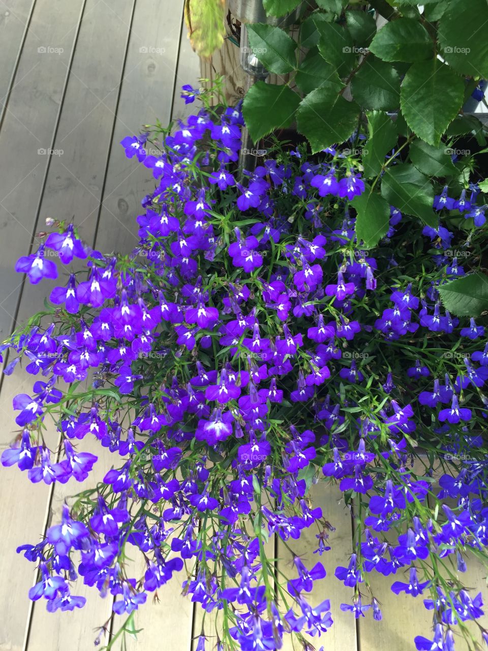 Lobelia flowers. 