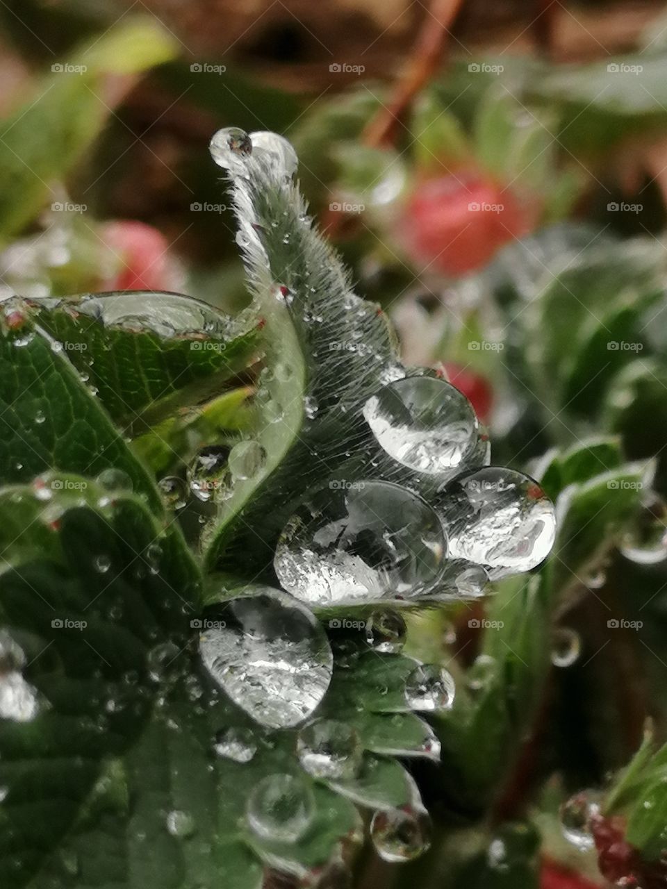 Rain drops on wild strawberry leaves