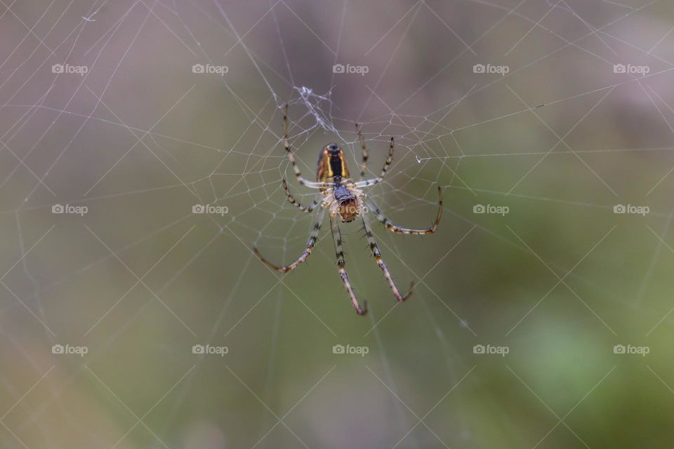 Spider close-up in a park