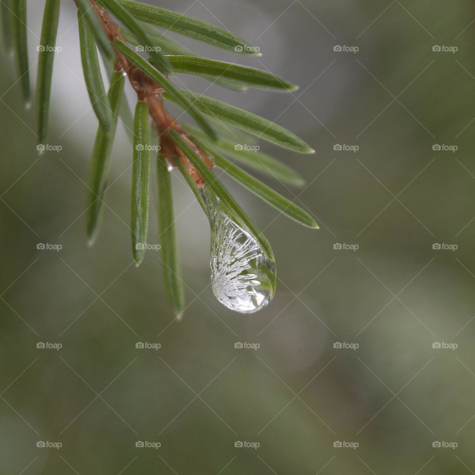 a frozen ice drop on the top of the fir branch.
