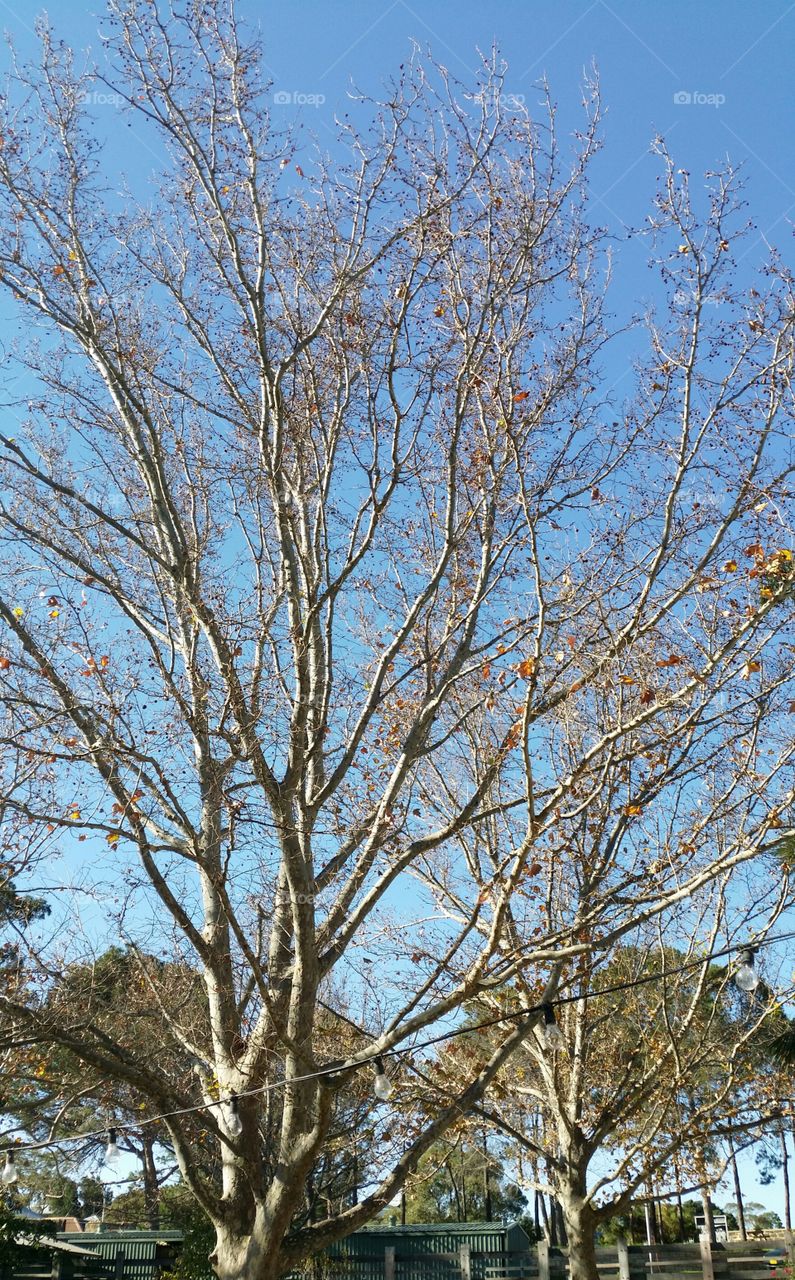 Autumn trees