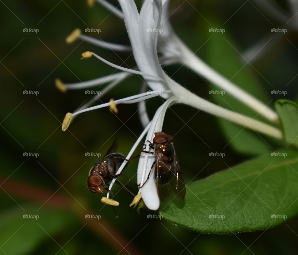 Honeysuckle and a bug