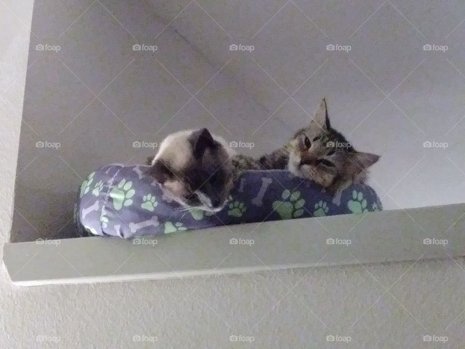 cats laying on bed together