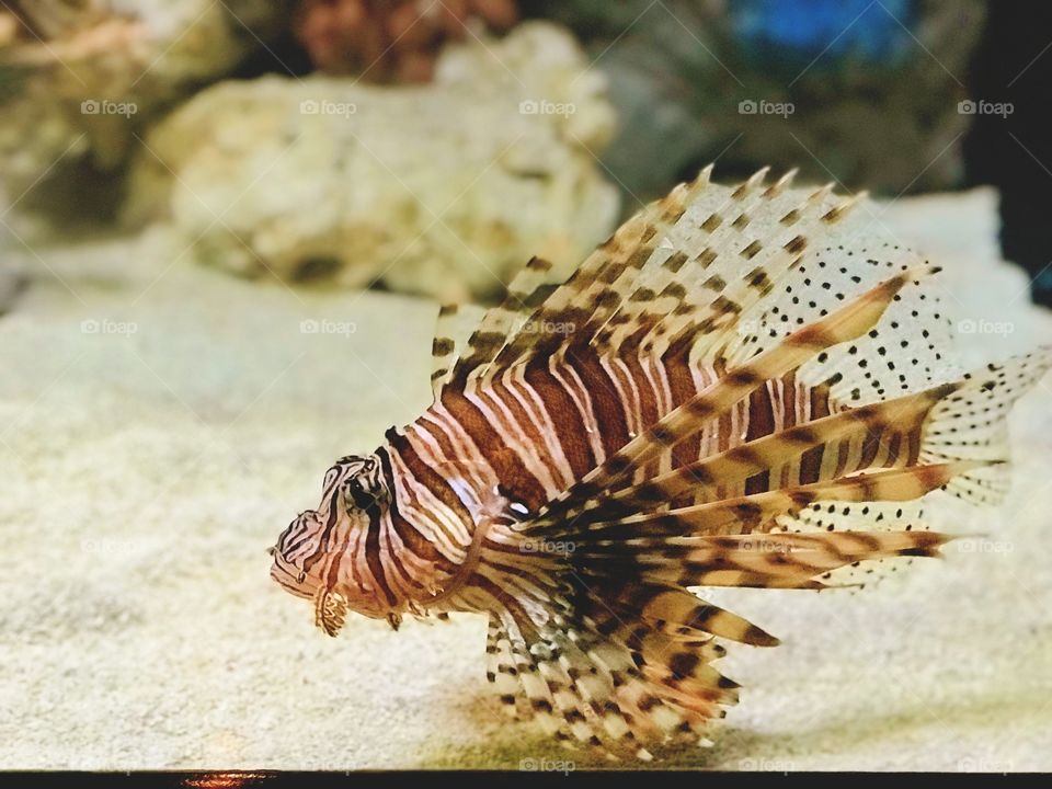 Lionfish 