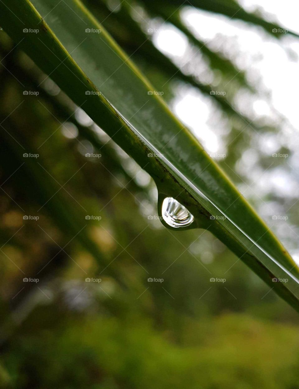 A big rain drops sits along the sharp branch of a Yaka Palm. How long will it hang before it drops off.