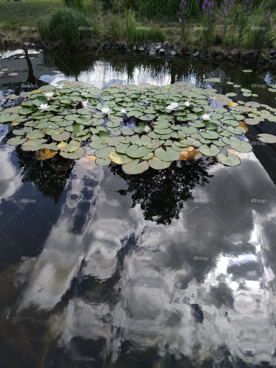 🌍🌹🌺🌸💐🌼🌻🥀🌍🍃