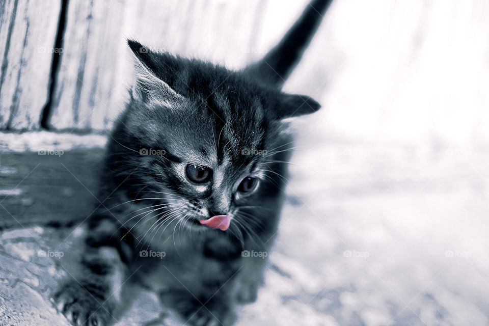 A small street kitten in gray with funny eyes