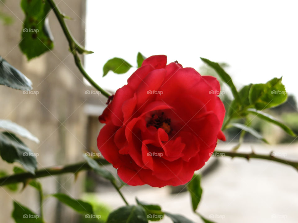 Splendid Rose