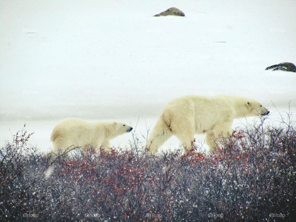 King of the Arctic