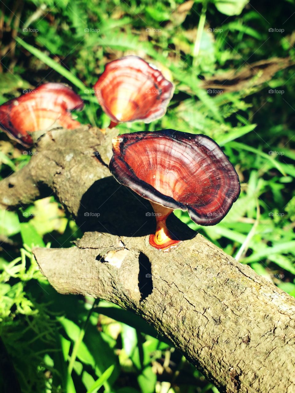 tree mushroom