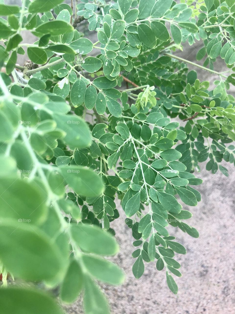Moringa plant
  Moringa leaves