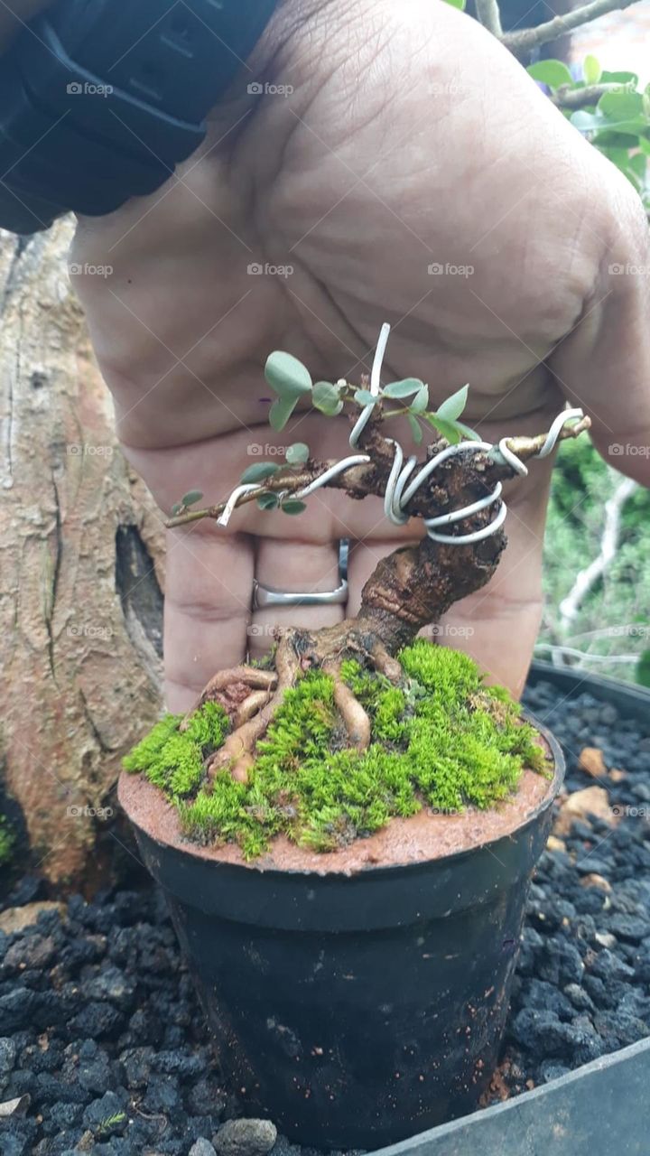 small bonsai
