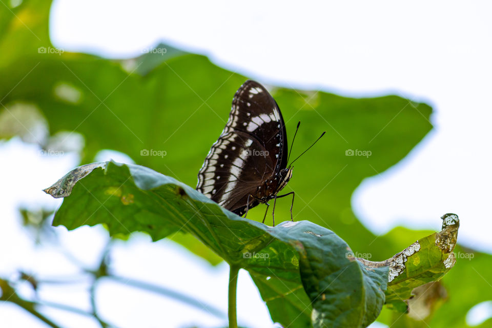 Beautiful butterfly resting on a leaf