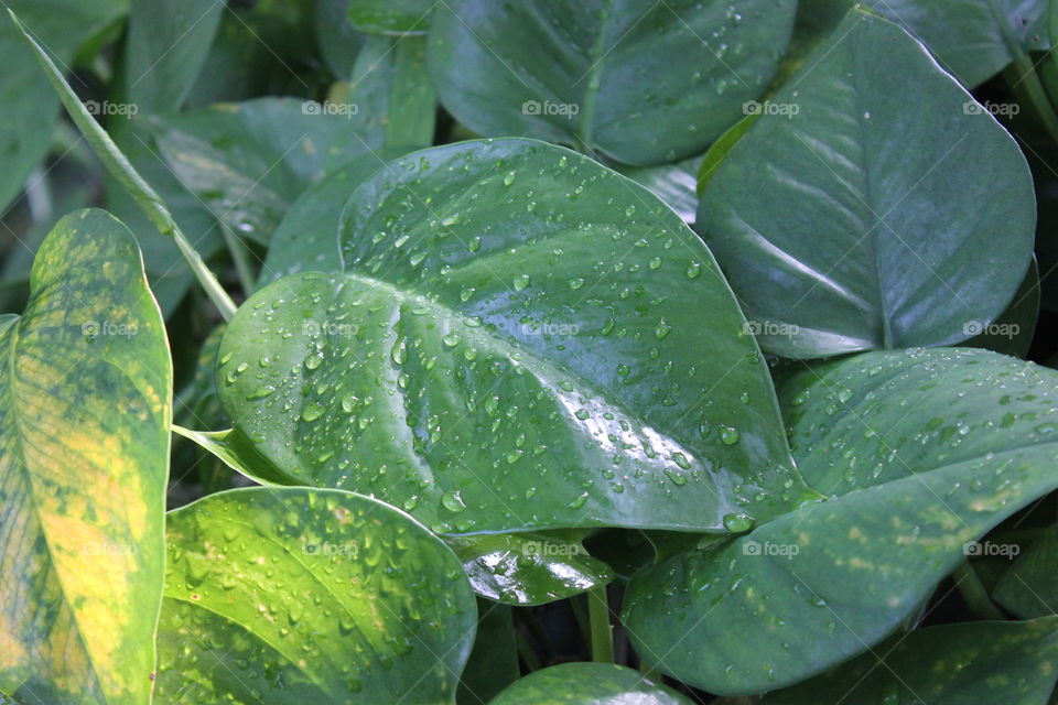 High angle view of leaf with water drop