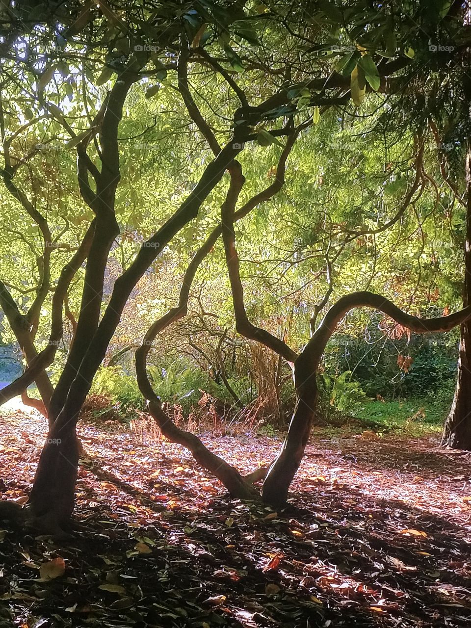 Washington Park Trees