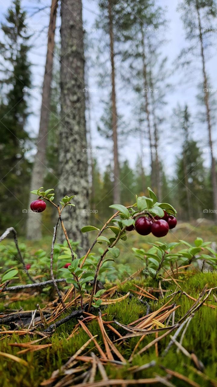 Finnish forests are full of lingonberries in autumn