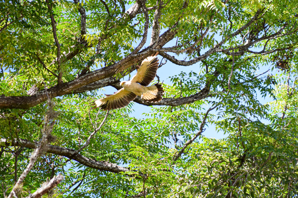 Flight of a hawk after defending its territory